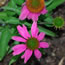 Echinacea purpurea Red Knee High